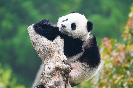 Pandas