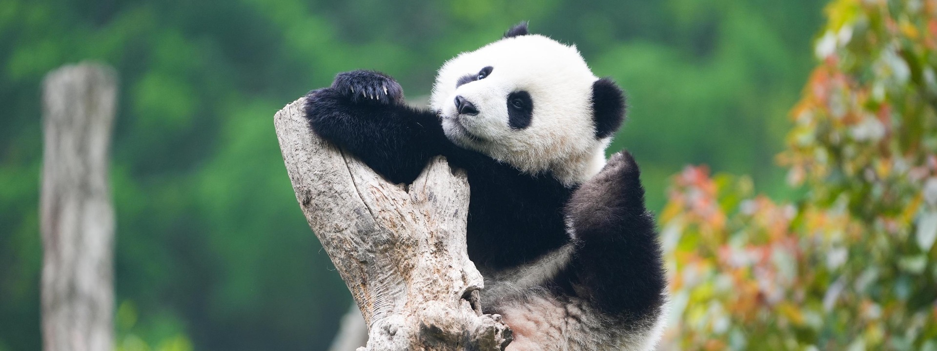Sichuan Pandas