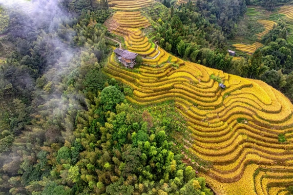 Longji Rice Terraces