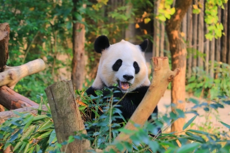 Chengdu